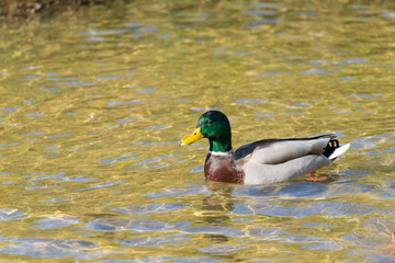 a wild ducka mallard