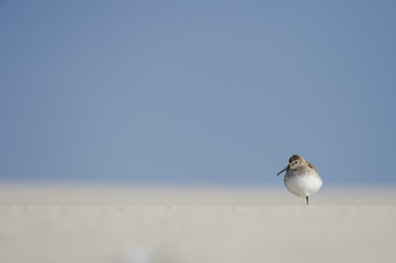 Lone Dunlin