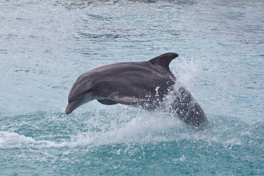 Delfin springt durchs Meer