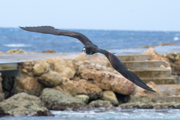 Fregattvogel an Felsen