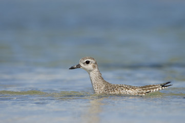 Black-bellied Plover in the Water
