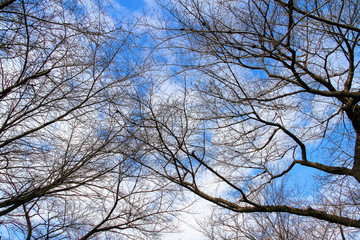branches of tree branches on the blue sky background