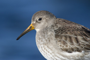 Obraz premium Close Purple Sandpiper Portrait