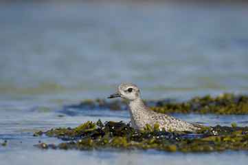 Plover in Seaweed