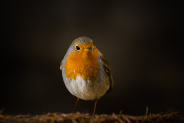 Rouge gorge
