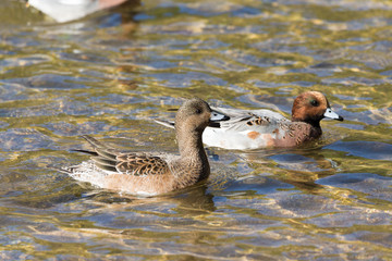 Wild widgeon