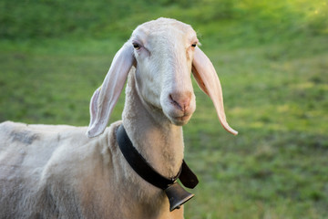 Fototapeta premium Alpine sheep, bell around the neck on Tyrol Mountain. Animal on Austria Alps