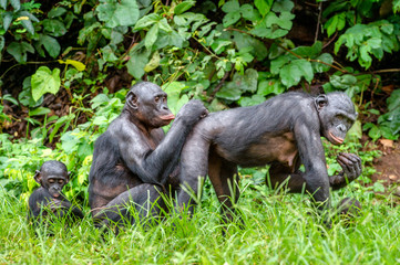 Bonobo in natural habitat. Green natural background. The Bonobo