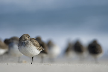 Tucked In Dunlin