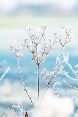 Close-up of hogweed covered with morning frost.