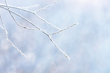 Close-up of branch covered with morning frost.