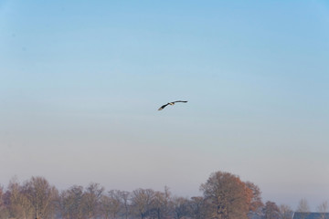 Fototapeta na wymiar Blue heron flying over winter trees with blue sky.