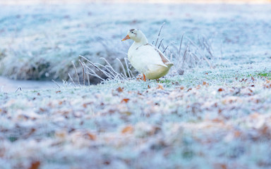 White duck sitting in frozen grass at edge of pond.