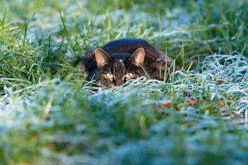 Tabby cat lying in frozen grass looking alert towards camera.