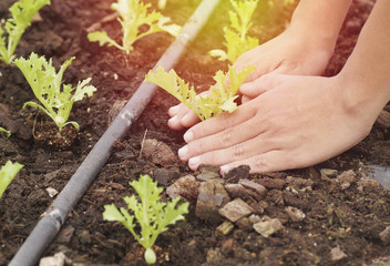 hand planting in farm