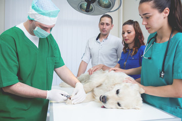 Veterinarian or doctor checking up golden retriever dog at vet clinic