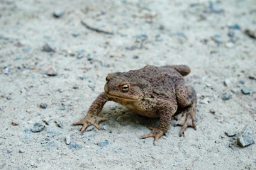 Big Old Toad crawl on ground