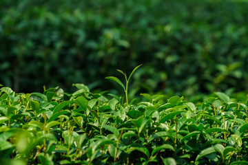 Closeup green tea fresh leaves in plantation
