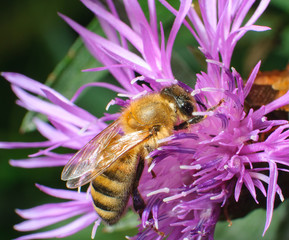 close-up bee on pink flower collects nectar