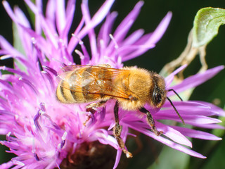 A bee collects pollen on flowers