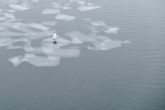 sea gull bird standing on ice floe  -