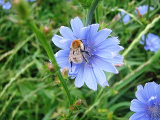 Шмель и цикорий.