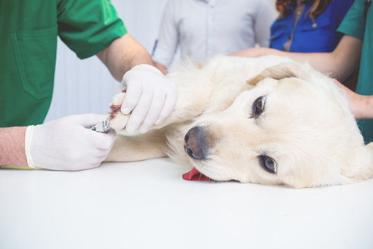 Veterinarian or doctor checking up golden retriever dog at vet clinic.Colored,Under exposed photo