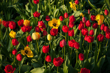 Flower tulips background. Beautiful view of red and yellow tulips under sunlight landscape at the middle of spring or summer.