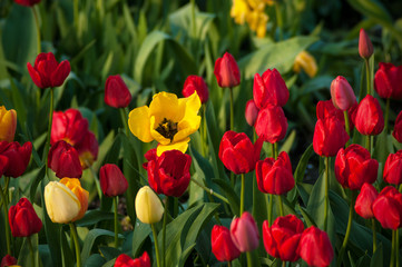 Flower tulips background. Beautiful view of red and yellow tulips under sunlight landscape at the middle of spring or summer.