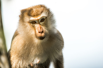 Portrait of long tailed macaque monkey