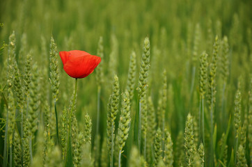 One red poppy in the green wheat field