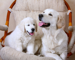 Adult white dog and her puppy. White Retriever. Mom and daughter. A happy family. Home comfort with animals.