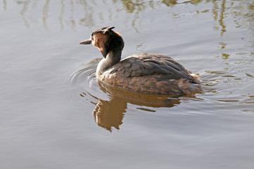 Grebe swimming in water