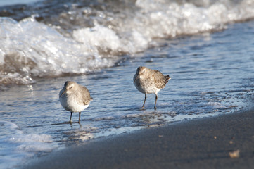 Two sniper at the beach
