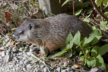 Wild beaver