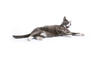 Beautiful white and grey cat at white background