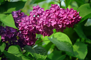 Purple blooming lilac flowers after rain