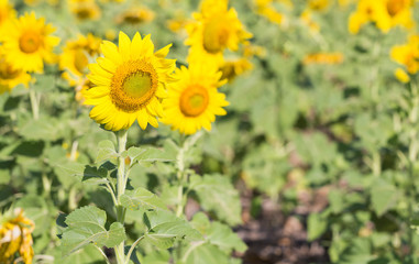 sunflower