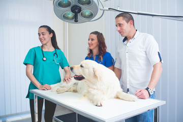 Veterinarian or doctor checking up golden retriever dog at vet clinic.Colored,Under exposed photo
