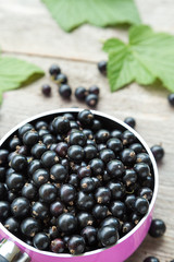 black currant crop