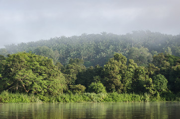 Palm Plantations seen from the Kinabatangan River