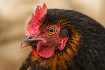 black chicken