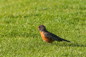 American Robin