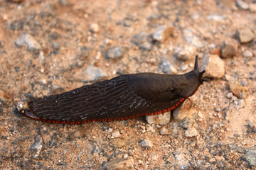 Black Slug