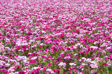 Fototapeta premium Godetia field