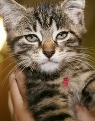 BROWN TABBY CAT