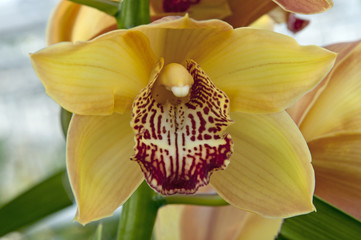 boat orchid (Cymbidium)