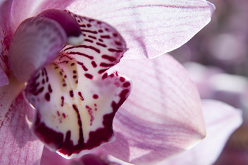 boat orchid (Cymbidium)