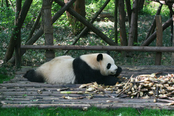 Panda G&eacute;ant
