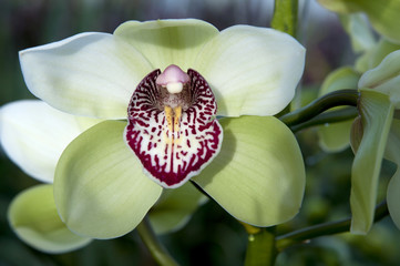 boat orchid (Cymbidium)